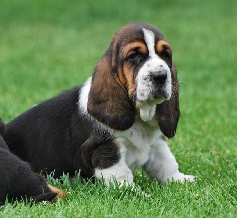 Juliet chiot - Juliet as a puppy / photos: de Hippomaan E. De Ganck