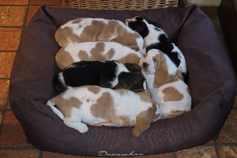 Chiot Basset Hound Dukes Of Limburg